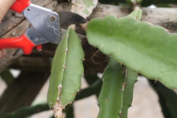 火龙果的育苗方法，以扦插、嫁接为主