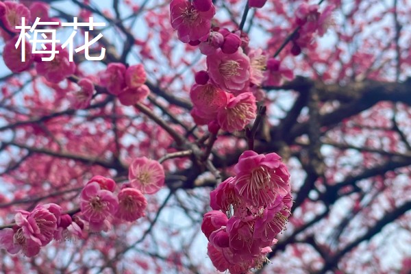 梅花桃花荷花桂花什么时候开放，桃花的花期一般是3月份