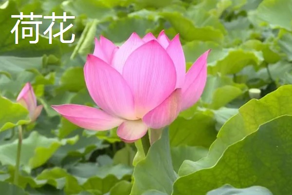 梅花桃花荷花桂花什么时候开放，桃花的花期一般是3月份