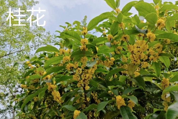 梅花桃花荷花桂花什么时候开放，桃花的花期一般是3月份