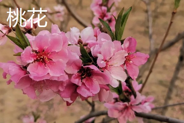 梅花桃花荷花桂花什么时候开放，桃花的花期一般是3月份