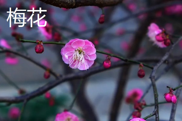 梅花桃花荷花桂花什么时候开放，桃花的花期一般是3月份