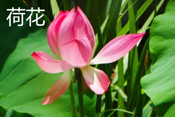 梅花桃花荷花桂花什么时候开放，桃花的花期一般是3月份