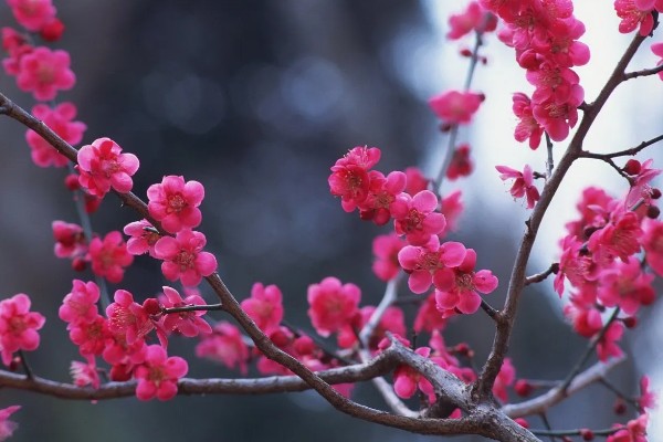 梅花桃花荷花桂花什么时候开放，桃花的花期一般是3月份