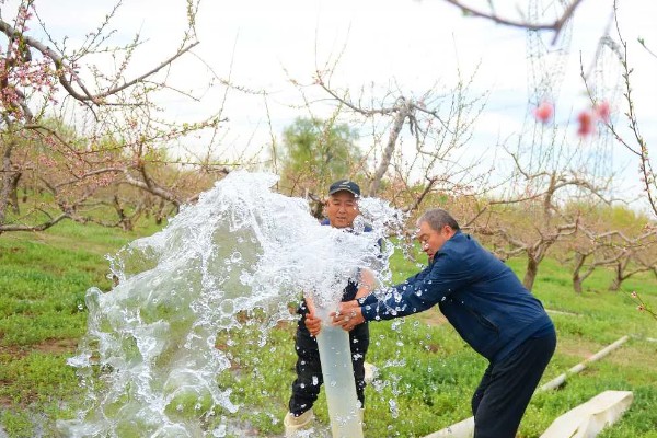 梅花桃花荷花桂花什么时候开放，桃花的花期一般是3月份