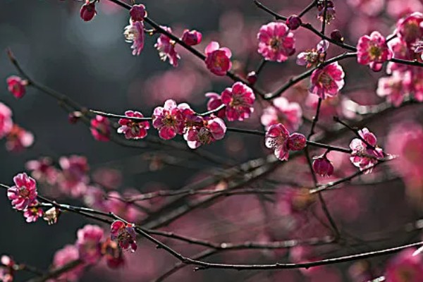 梅花桃花荷花桂花什么时候开放，桃花的花期一般是3月份
