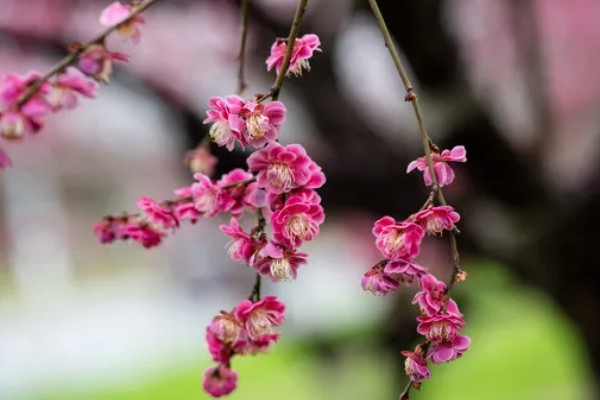 梅花桃花荷花桂花什么时候开放，桃花的花期一般是3月份