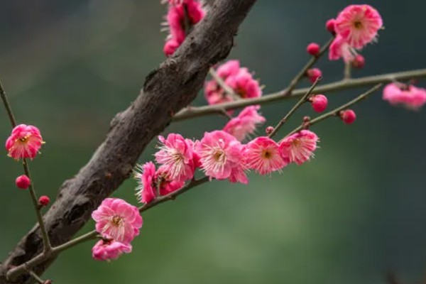 梅花桃花荷花桂花什么时候开放，桃花的花期一般是3月份