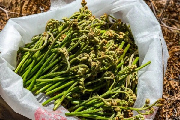 蕨菜的挑选方法，选择少毛的蕨菜