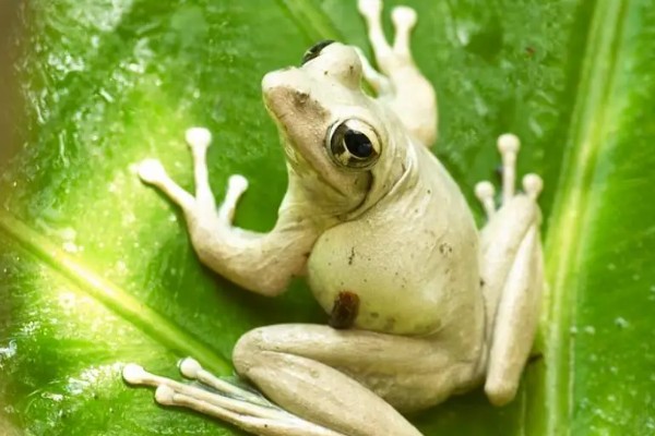 青蛙有指头吗，一共有18根指头