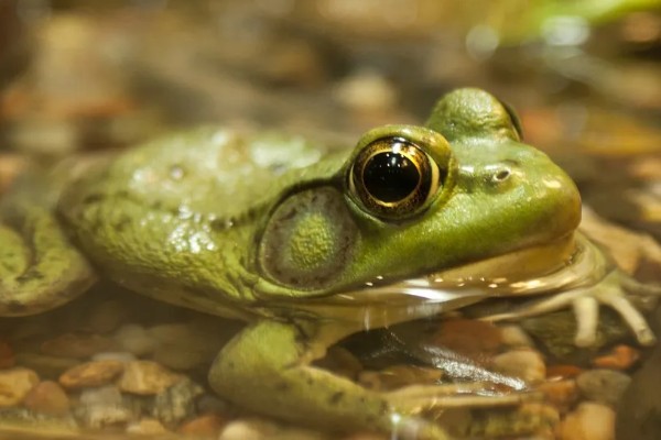 青蛙有指头吗，一共有18根指头