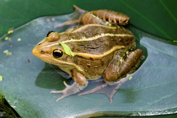 青蛙有指头吗，一共有18根指头
