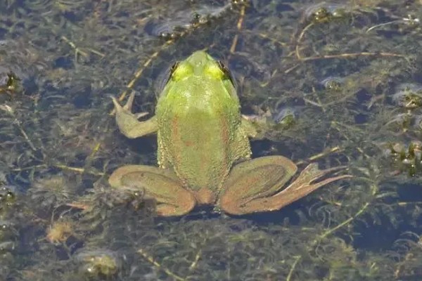 青蛙有指头吗，一共有18根指头