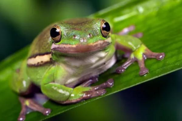 青蛙有指头吗，一共有18根指头