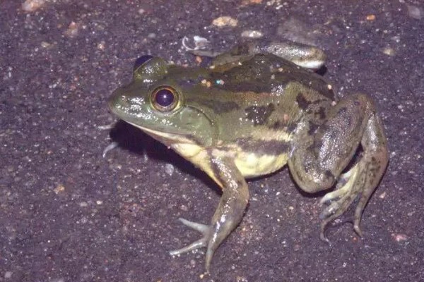 青蛙有指头吗，一共有18根指头