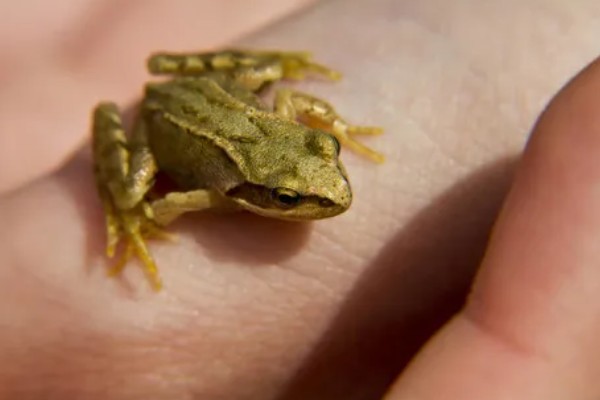 青蛙有指头吗，一共有18根指头