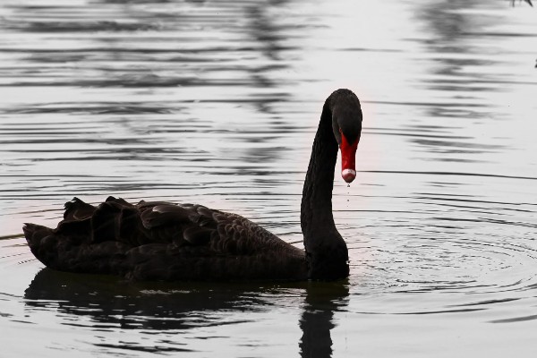 黑天鹅会不会飞，具有飞行能力