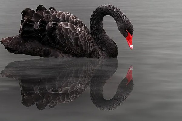 黑天鹅会不会飞，具有飞行能力