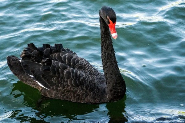 黑天鹅会不会飞，具有飞行能力