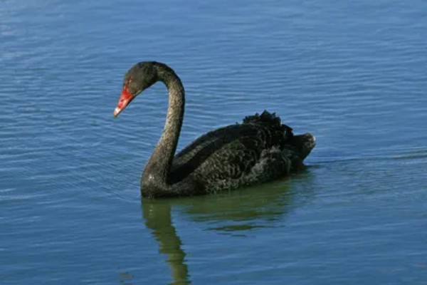 黑天鹅会不会飞，具有飞行能力