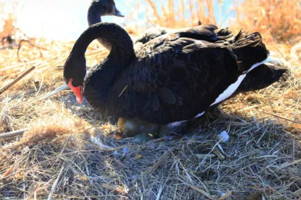 黑天鹅会不会飞，具有飞行能力