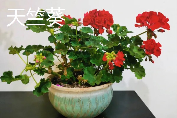 蚊子害怕的植物，薄荷、艾草等植物的气味具有驱蚊效果