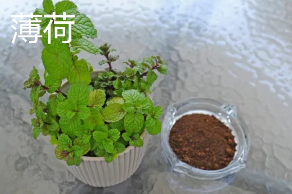 蚊子害怕的植物，薄荷、艾草等植物的气味具有驱蚊效果