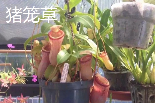 蚊子害怕的植物，薄荷、艾草等植物的气味具有驱蚊效果