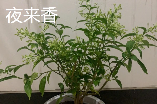 蚊子害怕的植物，薄荷、艾草等植物的气味具有驱蚊效果
