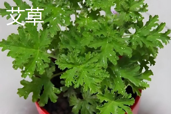 蚊子害怕的植物，薄荷、艾草等植物的气味具有驱蚊效果