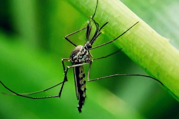 蚊子害怕的植物，薄荷、艾草等植物的气味具有驱蚊效果