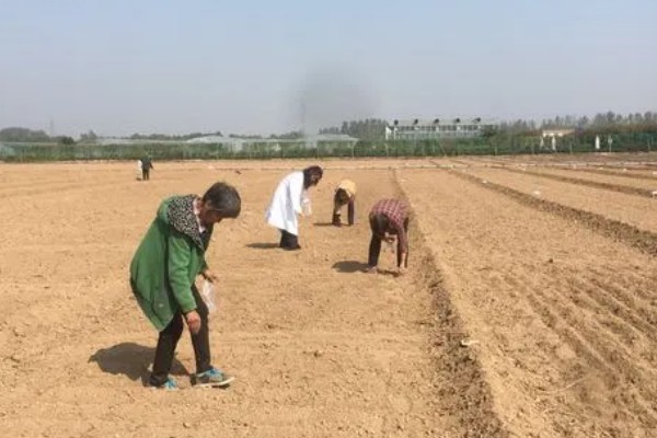 甜菜不出苗的原因，可能是化肥施用量连年增多所致