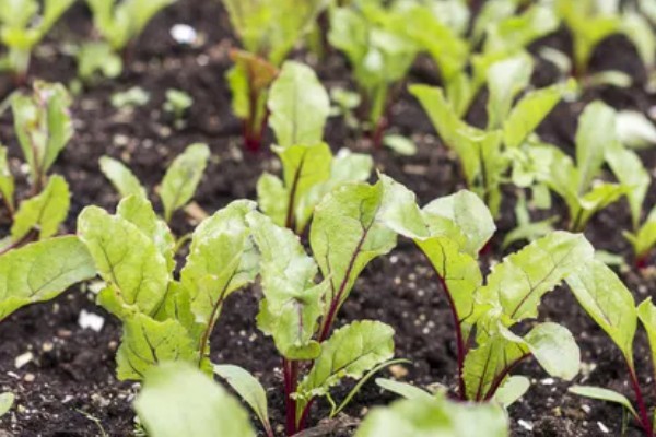甜菜不出苗的原因，可能是化肥施用量连年增多所致