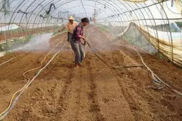 甜菜不出苗的原因，可能是化肥施用量连年增多所致