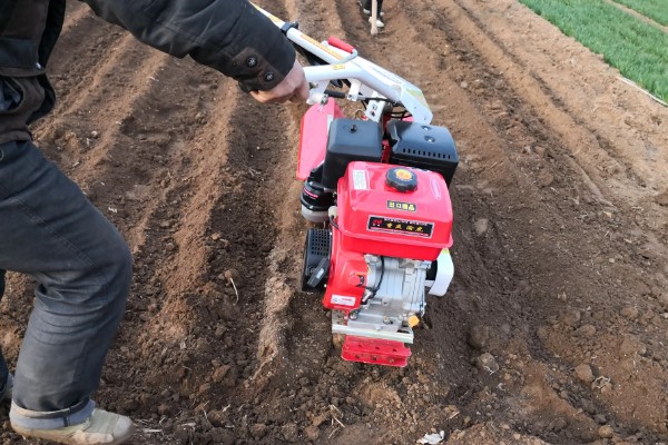 甜菜不出苗的原因，可能是化肥施用量连年增多所致