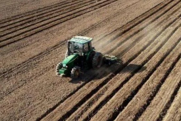 甜菜不出苗的原因，可能是化肥施用量连年增多所致