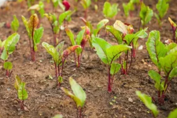 甜菜不出苗的原因，可能是化肥施用量连年增多所致