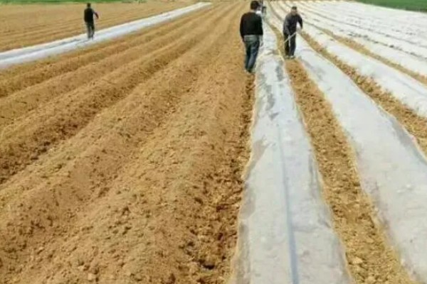 甜菜不出苗的原因，可能是化肥施用量连年增多所致