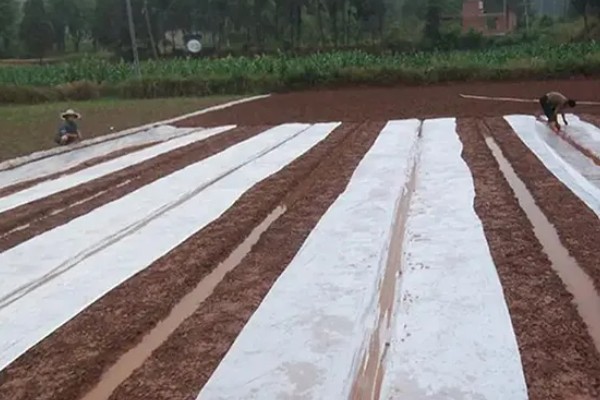 甜菜不出苗的原因，可能是化肥施用量连年增多所致