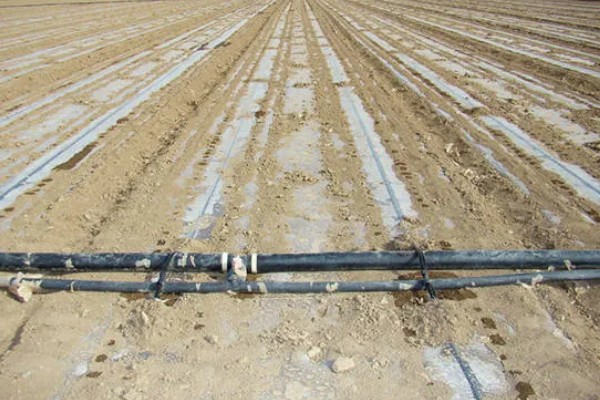 甜菜不出苗的原因，可能是化肥施用量连年增多所致