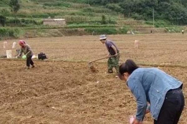 甜菜不出苗的原因，可能是化肥施用量连年增多所致