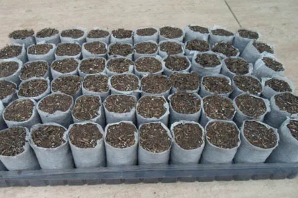 甜菜不出苗的原因，可能是化肥施用量连年增多所致