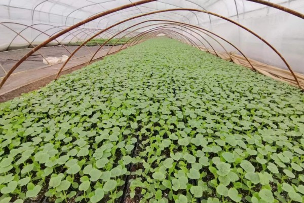 甜菜不出苗的原因，可能是化肥施用量连年增多所致