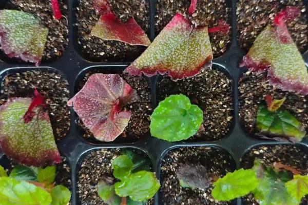 如何繁殖蟆叶秋海棠，可以使用叶插法来繁殖