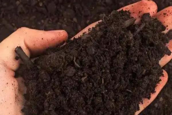 如何繁殖蟆叶秋海棠，可以使用叶插法来繁殖