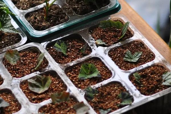 如何繁殖蟆叶秋海棠，可以使用叶插法来繁殖