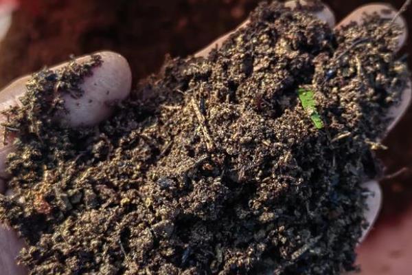 如何繁殖蟆叶秋海棠，可以使用叶插法来繁殖