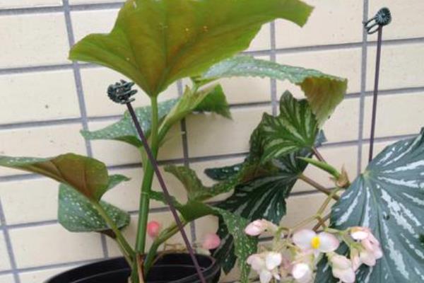 如何繁殖蟆叶秋海棠，可以使用叶插法来繁殖