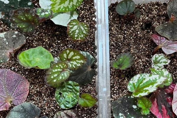 如何繁殖蟆叶秋海棠，可以使用叶插法来繁殖