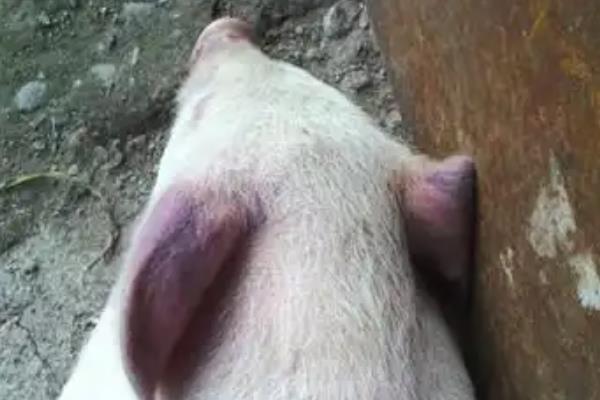 母猪蓝耳病有什么表现，急性型会出现发热、精神萎靡等问题